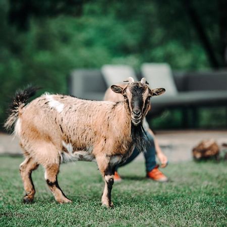 Goat'S Paradise Bohinj Dış mekan fotoğraf